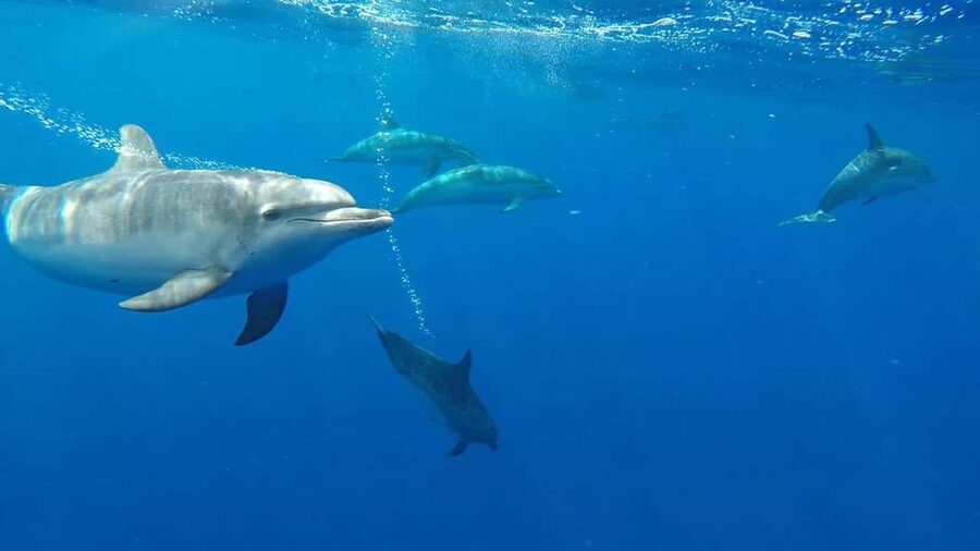 From Funchal: Whale and Dolphin Watching - Swimming, timing, and what the itinerary really means