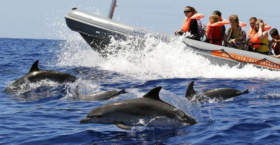 From Funchal: Whale and Dolphin Watching - Why the 18-seat boat works well