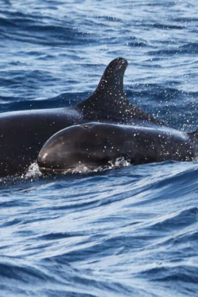 Whales and Dolphin Adventure Tour