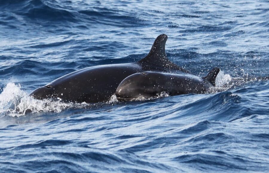 From Funchal: Whales and Dolphin Adventure Tour - Weather, clothing, and comfort tips