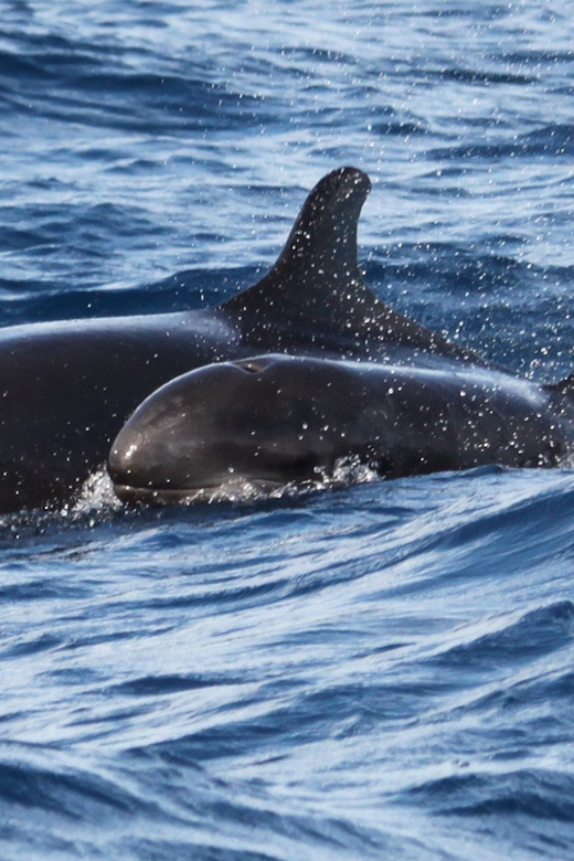 From Funchal: Whales and Dolphin Adventure Tour - Leaving from Funchal’s new marina