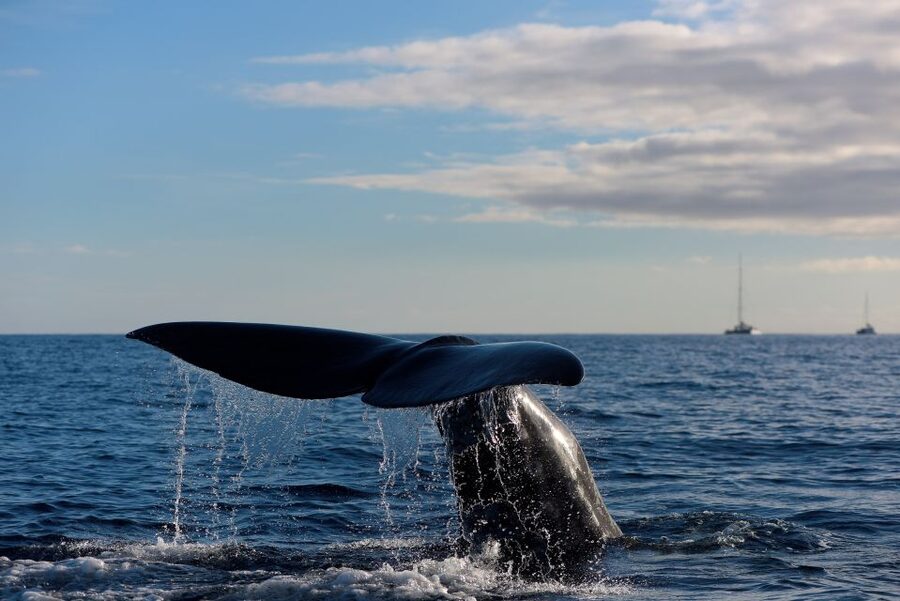 From Machico: Madeira Whale and Dolphin Watching Boat Tour - Setting out from Machico Marina
