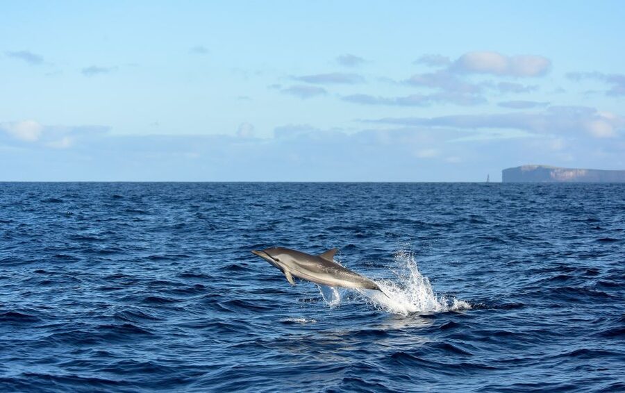 From Machico: Madeira Whale and Dolphin Watching Boat Tour - The coast gives you a fine opening view