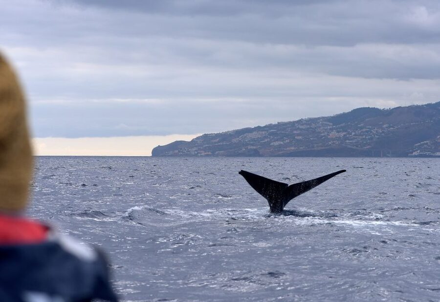 From Machico: Madeira Whale and Dolphin Watching Boat Tour - What you might see in Madeira’s Atlantic waters
