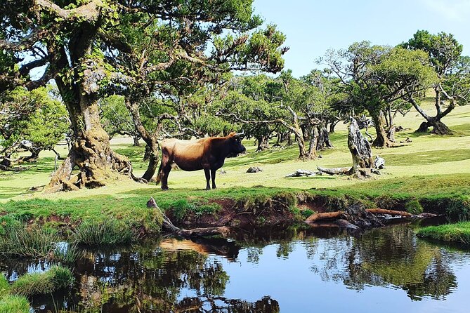Full Day Jeep Safari Tour to Porto Moniz and Cabo Girão - Fanal forest and the old laurel trees