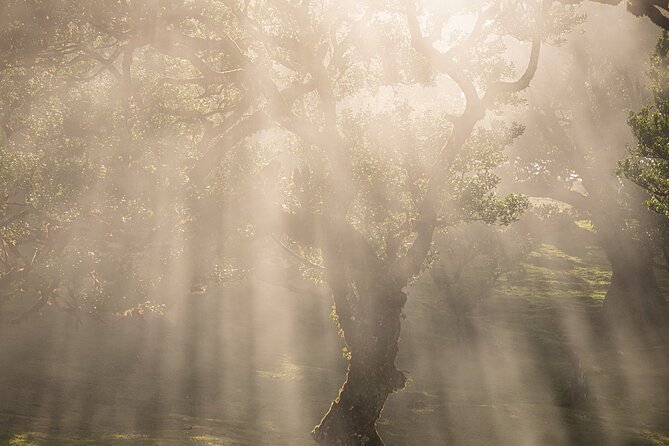 Full Day Madeira Island Tour - Open Roof - Fanal Forest in clear air or mist