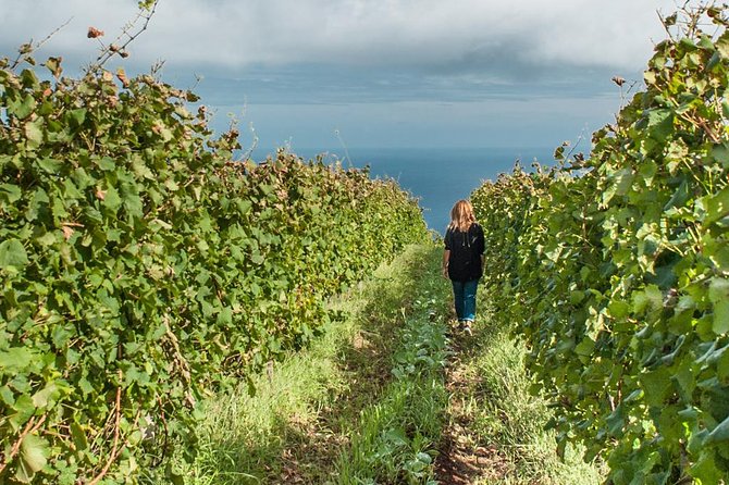 Full-Day Madeira Wine Tasting Tour with Lunch - Leaving Funchal at 9:30 in the morning