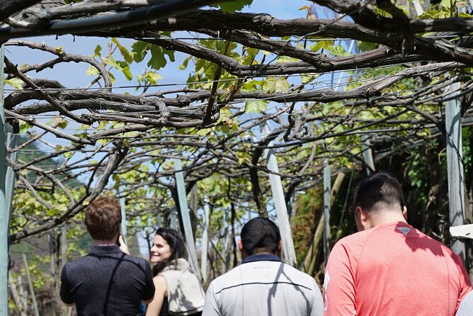 Full-Day Madeira Wine Tasting Tour with Lunch - Câmara de Lobos and Madeira’s southern wine country