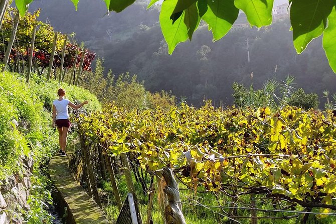 Full-Day Madeira Wine Tasting Tour with Lunch - São Vicente and the north coast