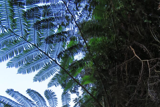 Full Day Private 4x4 Adventure in Madeira - What the 4x4 format adds