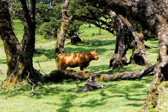 Full Day Private 4x4 Tour in West Madeira with Local Guide - Ponta do Pargo and the island’s western edge
