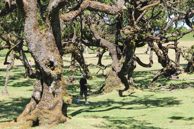 Full-Day Small Group Jeep Safari Tour from Funchal - Should you book the Green Devil Safari Jeep tour?