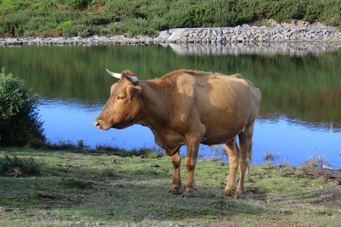 Full Day Tour in 4x4 Jeep to Porto Moniz and Fanal - Ribeira da Janela and the north coast