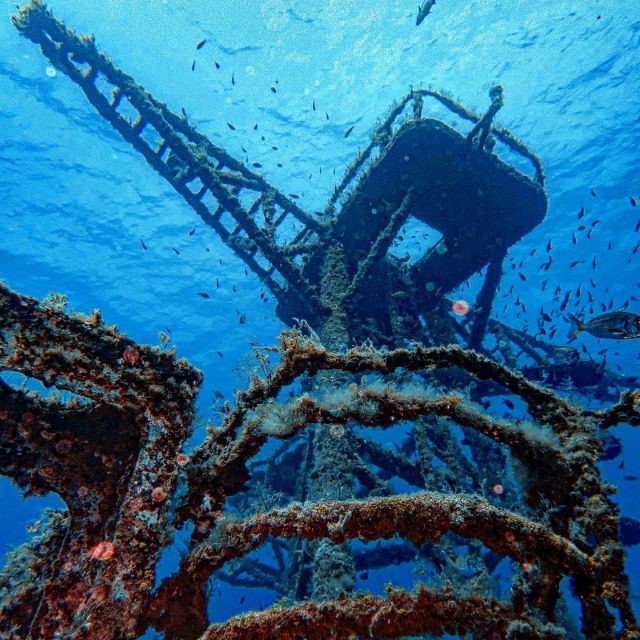 Funchal: Advanced Scuba Diving Afonso Cerqueira Wreck - Marine life on a protected artificial reef