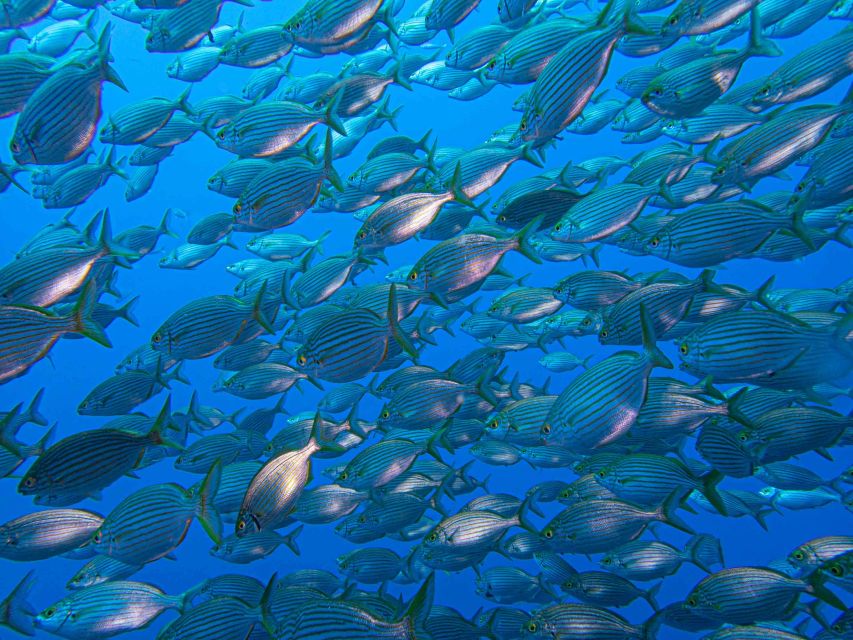 Funchal: Advanced Scuba Diving Afonso Cerqueira Wreck - The staff and the tone of the center