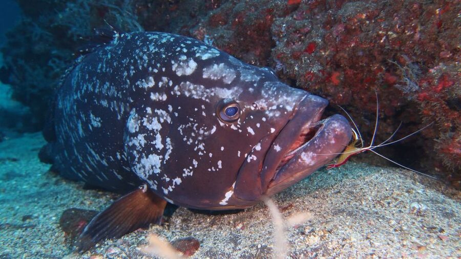 Funchal: Advanced Scuba Diving Afonso Cerqueira Wreck - Who should book this wreck excursion