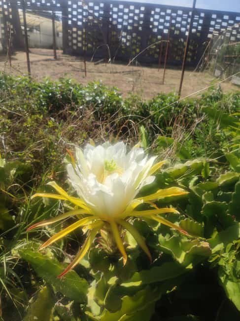 Funchal Agriculture Green Tour - A countryside lunch in Santana