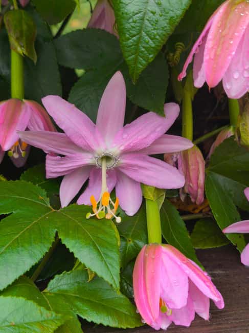 Funchal Agriculture Green Tour - Is $100 a fair price?