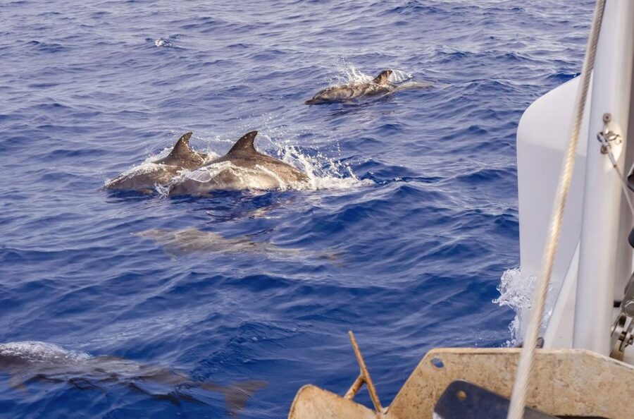 Funchal Bay: Dolphin & Whale Watch Luxury Catamaran Cruise - Searching for dolphins and whales in the Atlantic