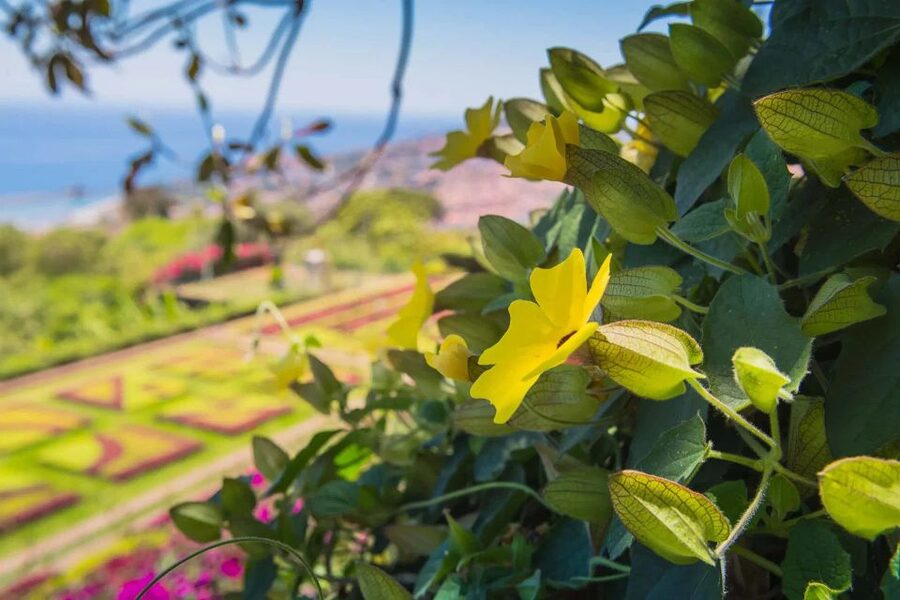 Funchal: Botanical Garden and Old Town Private Tuk-Tuk Tour - What the garden visit is really like