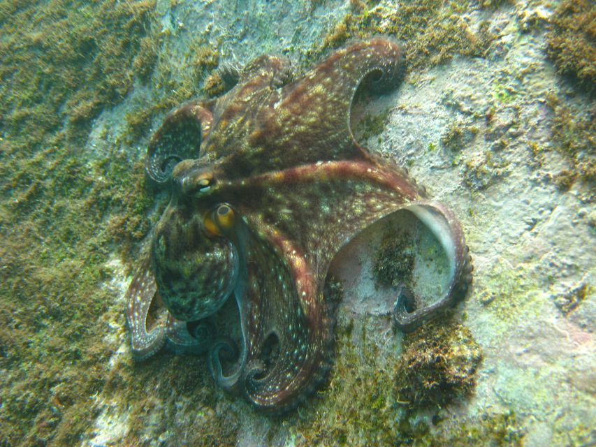Funchal: Certified Scuba Diving, Guided Tour - Should You Book It?