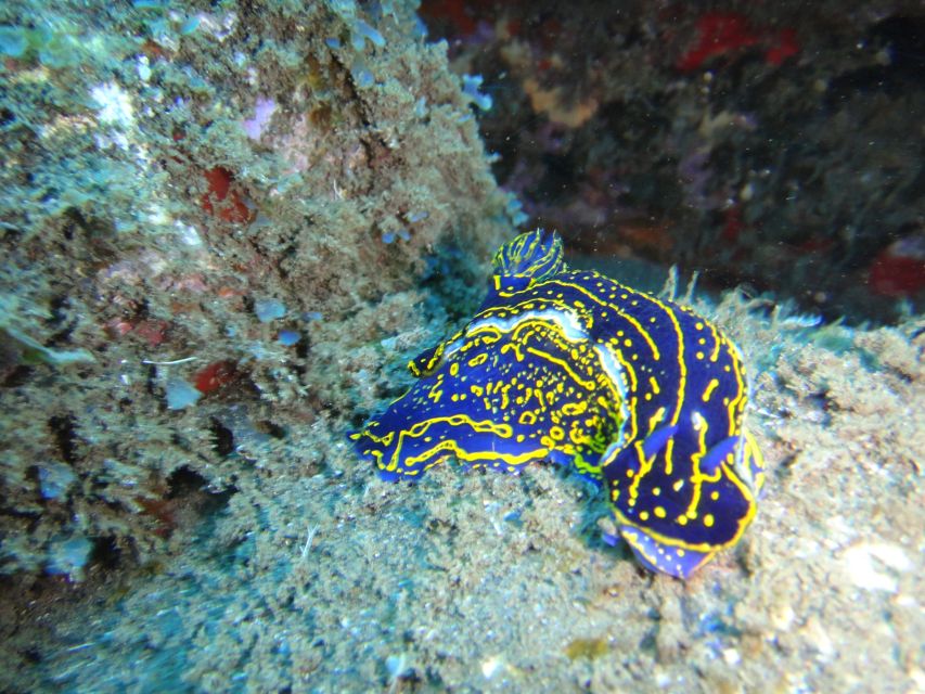 Funchal: Certified Scuba Diving, Guided Tour - Equipment, Cameras, and the Real Price