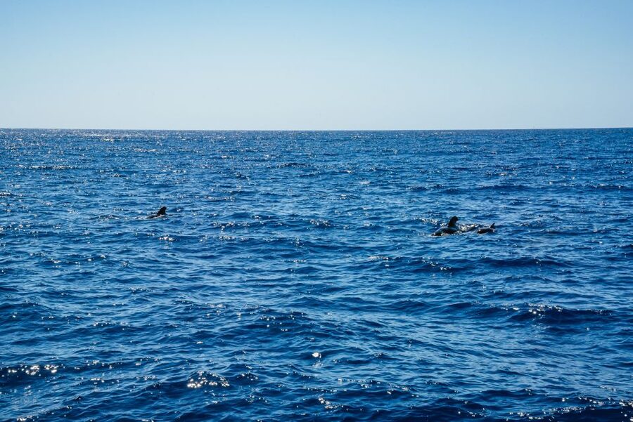 Funchal: Dolphin and Whale Watching by Luxury Catamaran - How the price compares with the experience
