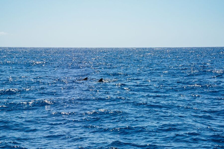 Funchal: Dolphin and Whale Watching by Luxury Catamaran - Finding Pier 8 at Funchal Marina