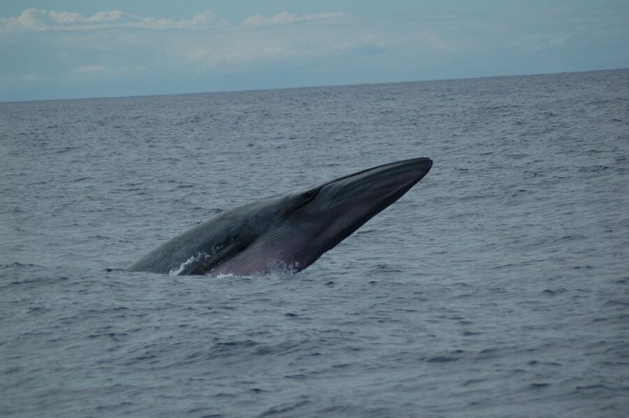 Funchal: Dolphin and Whale Watching Catamaran Cruise - Key points to know before booking