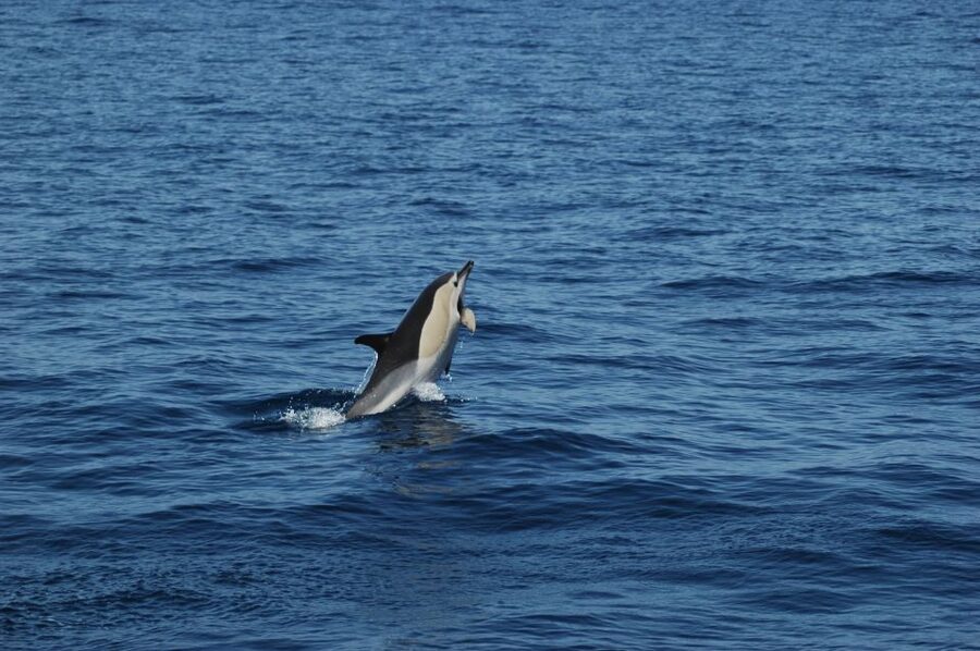 Funchal: Dolphin and Whale Watching Catamaran Cruise - A three-hour view of Madeira from the water