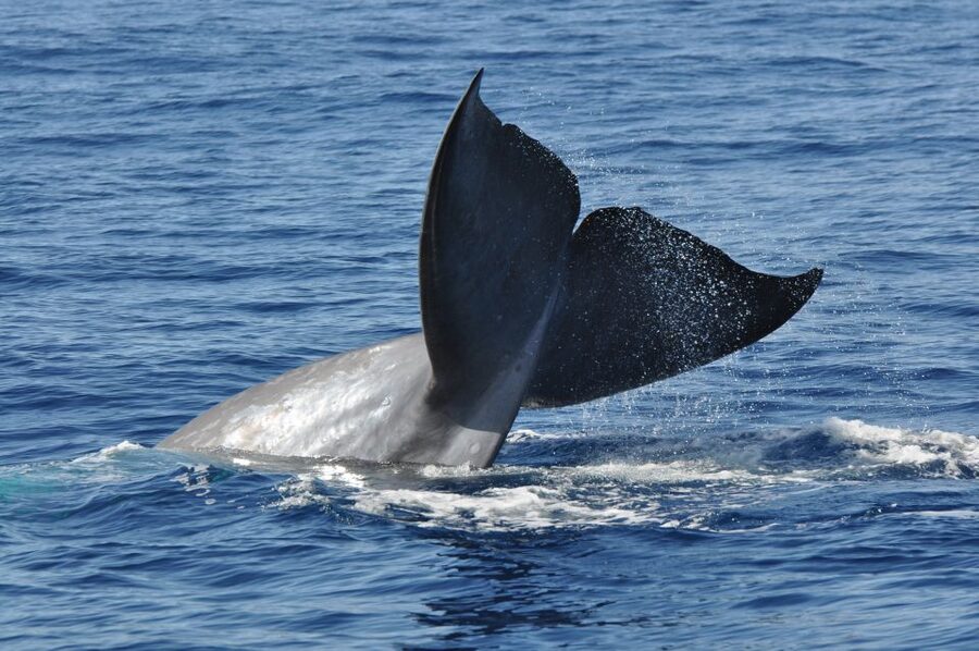 Funchal: Dolphin and Whale Watching Catamaran Cruise - The catamaran, seating, and onboard comfort