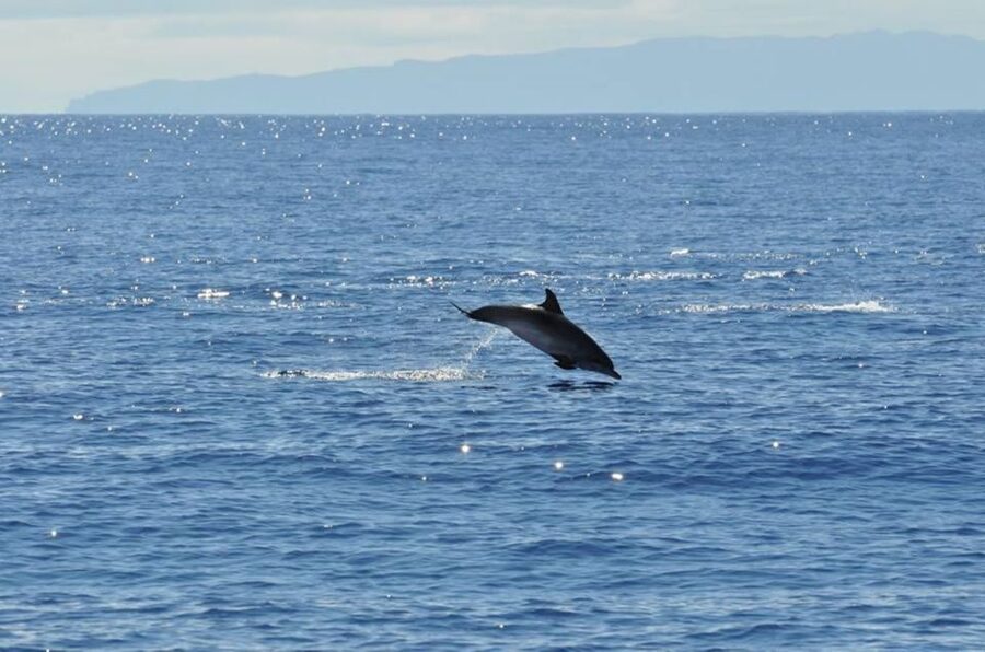 Funchal: Dolphin and Whale Watching Catamaran Cruise - Who will enjoy this cruise most