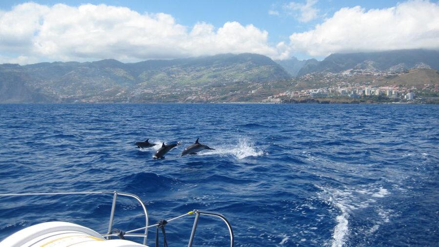 Funchal: Dolphin and Whale Watching Catamaran Cruise - Searching for dolphins and whales off Madeira