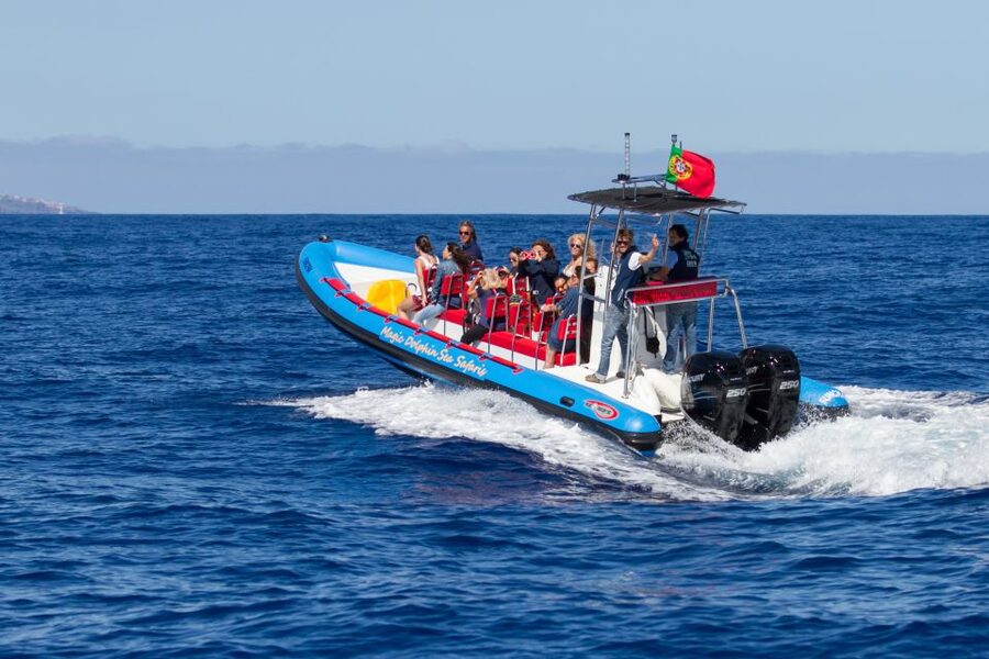 Funchal: Dolphin and Whale Watching Cruise - Booking value and timing