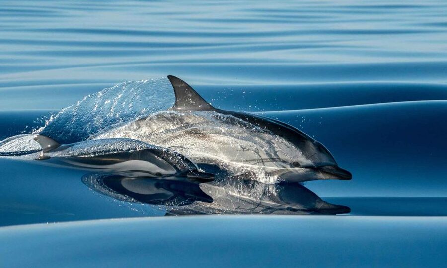 Funchal: Dolphin and Whale Watching Cruise - Comfortable seats, low sides, and 360-degree views