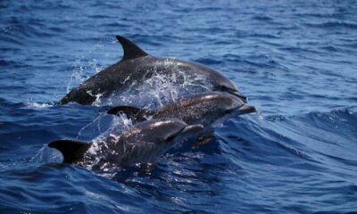 Dolphin and Whale Watching Cruise