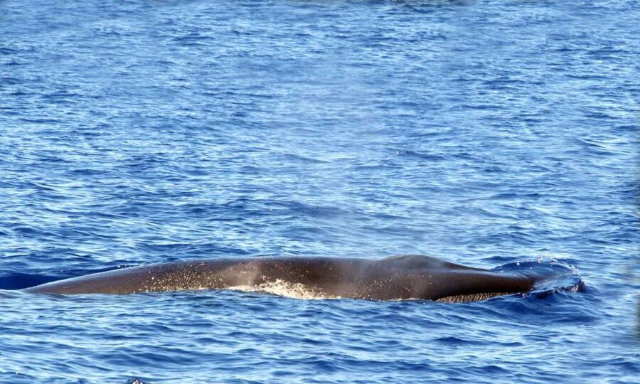 Funchal: Dolphin and Whale Watching Cruise - The two-hour route from Funchal into open water