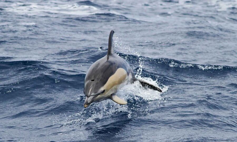 Funchal: Dolphin and Whale Watching Cruise - What you might see in Madeira’s Atlantic waters