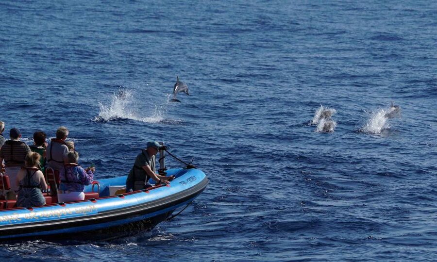 Funchal: Dolphin and Whale Watching Cruise - The guide makes the difference