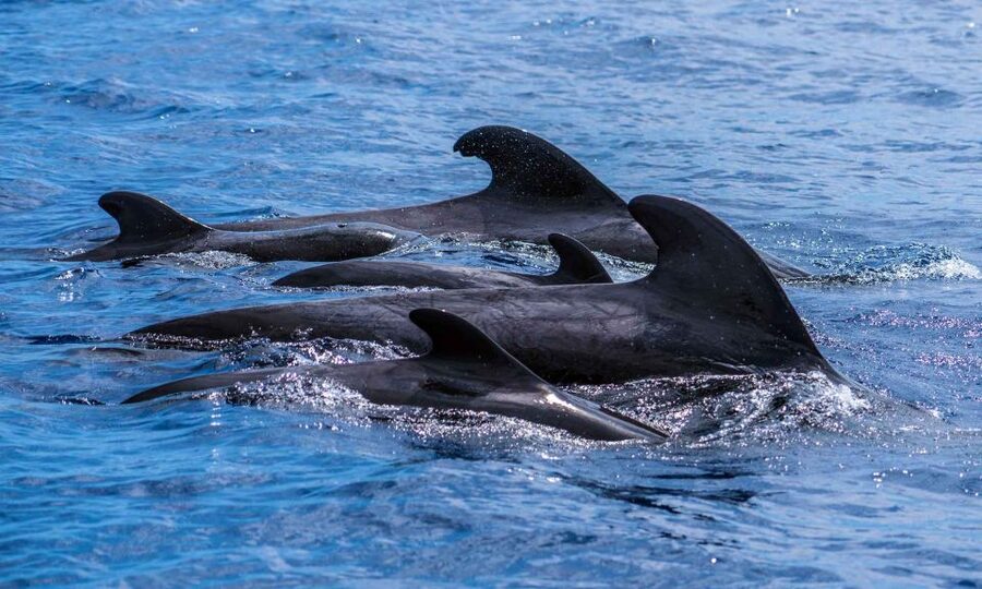 Funchal: Dolphin and Whale Watching Cruise - How rough is the ride?
