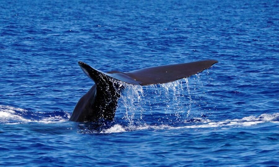 Funchal: Dolphin and Whale Watching Cruise - Who will get the most from this tour?
