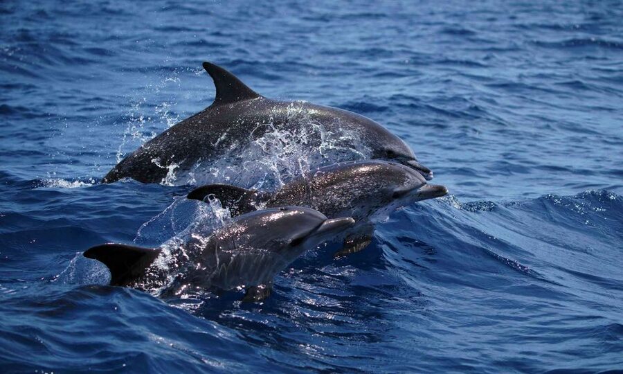 Funchal: Dolphin and Whale Watching Cruise - Meeting the Sea Safari at Magic Dolphin