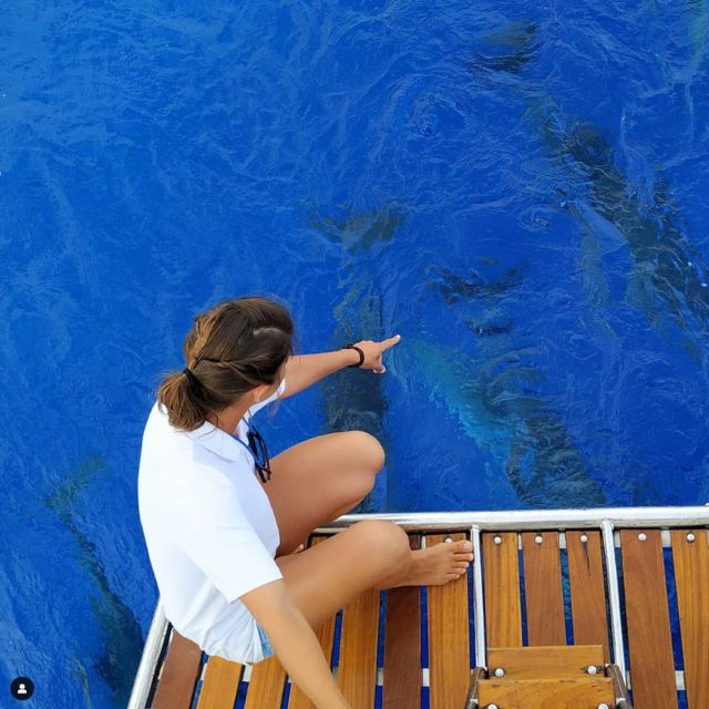 Funchal: Dolphin and Whale Watching Sailing Trip - Key points to know before you book