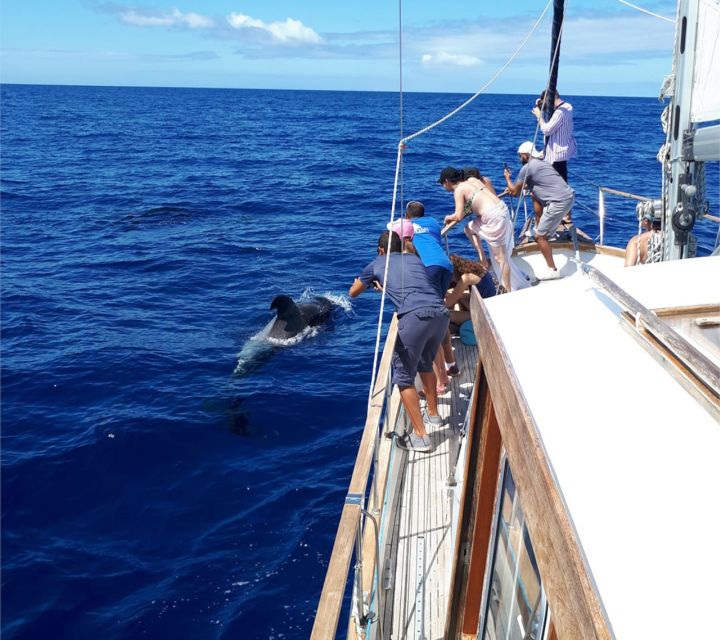 Funchal: Dolphin and Whale Watching Sailing Trip - Should you book the Gaviao Madeira trip?