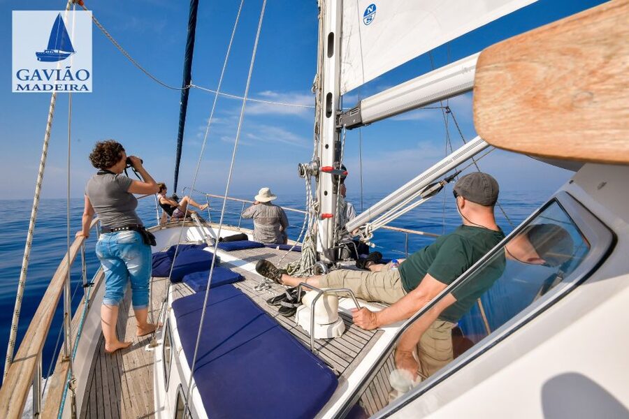 Funchal: Dolphin and Whale Watching Sailing Trip - Sailing back with Madeira spread before you