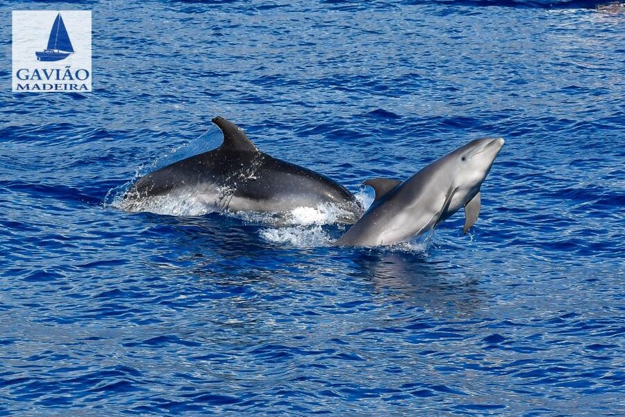 Funchal: Dolphin and Whale Watching Sailing Trip - How the three hours feel in practice