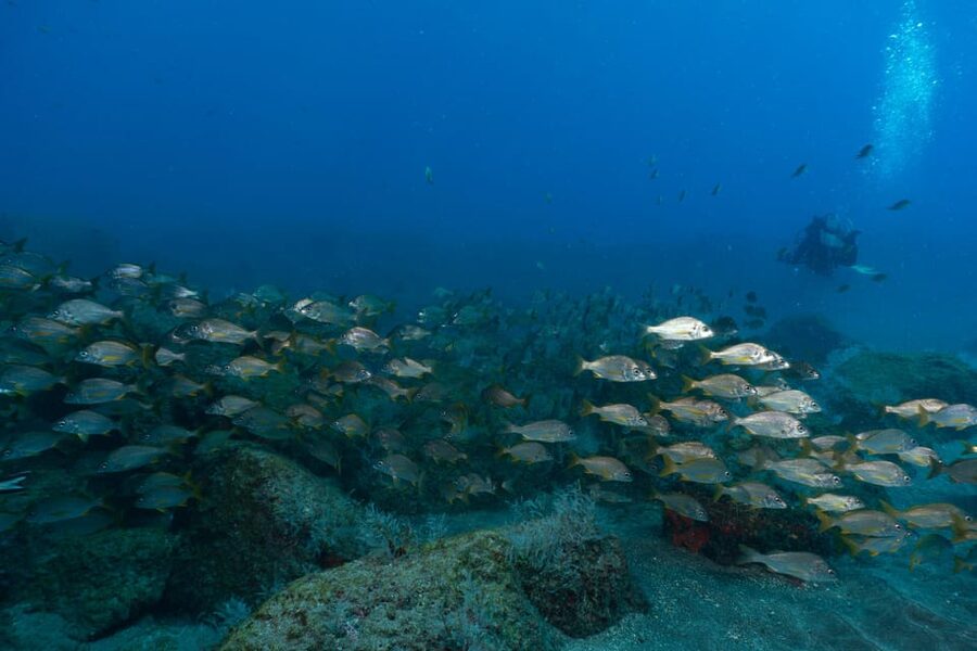 Funchal: DPV- Scooter Dive Adventure - The first part of the two-hour schedule