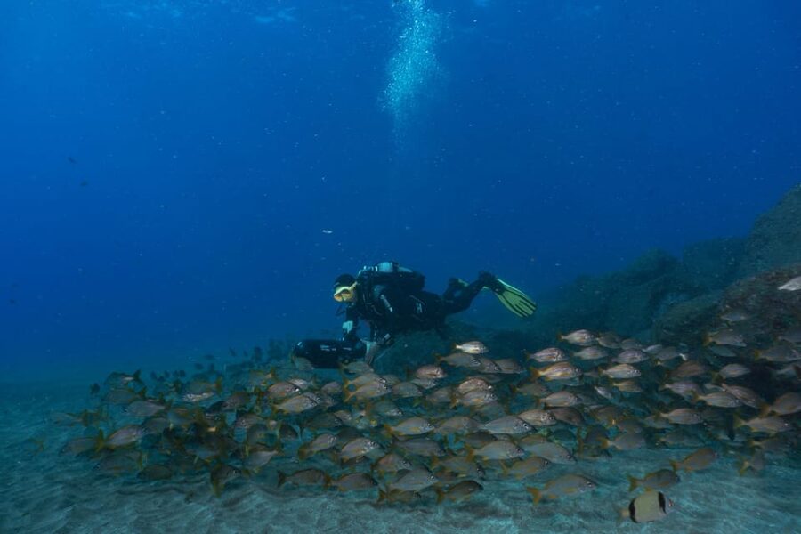 Funchal: DPV- Scooter Dive Adventure - Cruising Funchal’s house reef