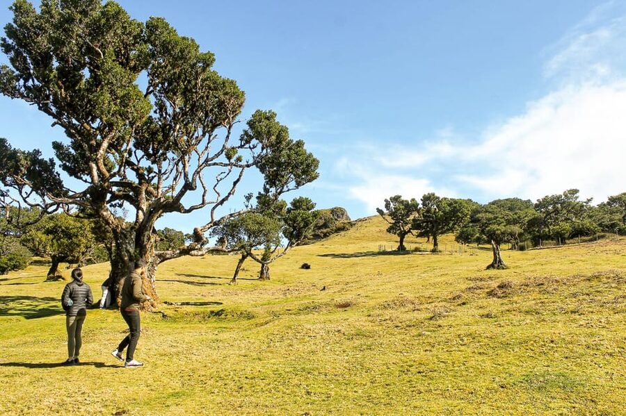 Funchal: Enchanted Terraces, Porto do Moniz & Fanal 4WD Tour - Paul da Serra, the island’s high open plateau