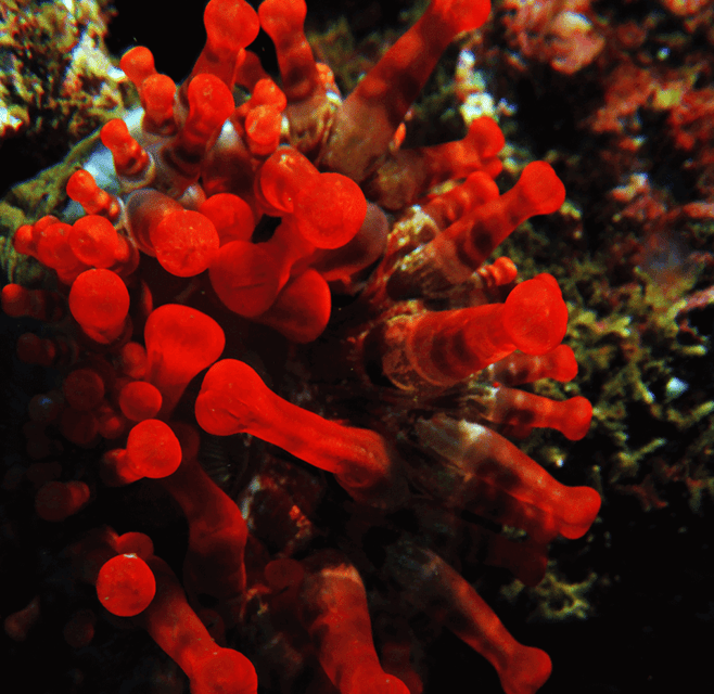 Funchal: Garajau national park - certified divers - Who will get the most from this Garajau outing